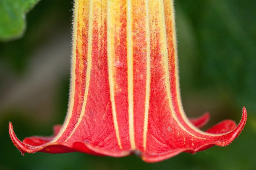 Brugmansia sanguinea <br>ANGEL'S TRUMPET RED