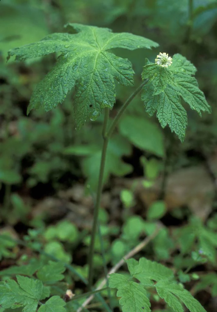 Hydrastis canadensis <br>GOLDENSEAL - Image 2