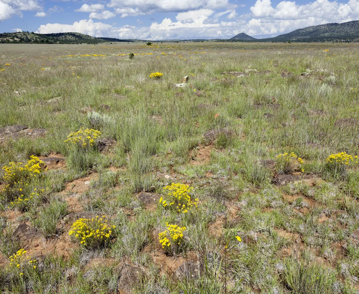 Hymenoxys grandiflora <br>ALPINE SUNFLOWER - Image 2