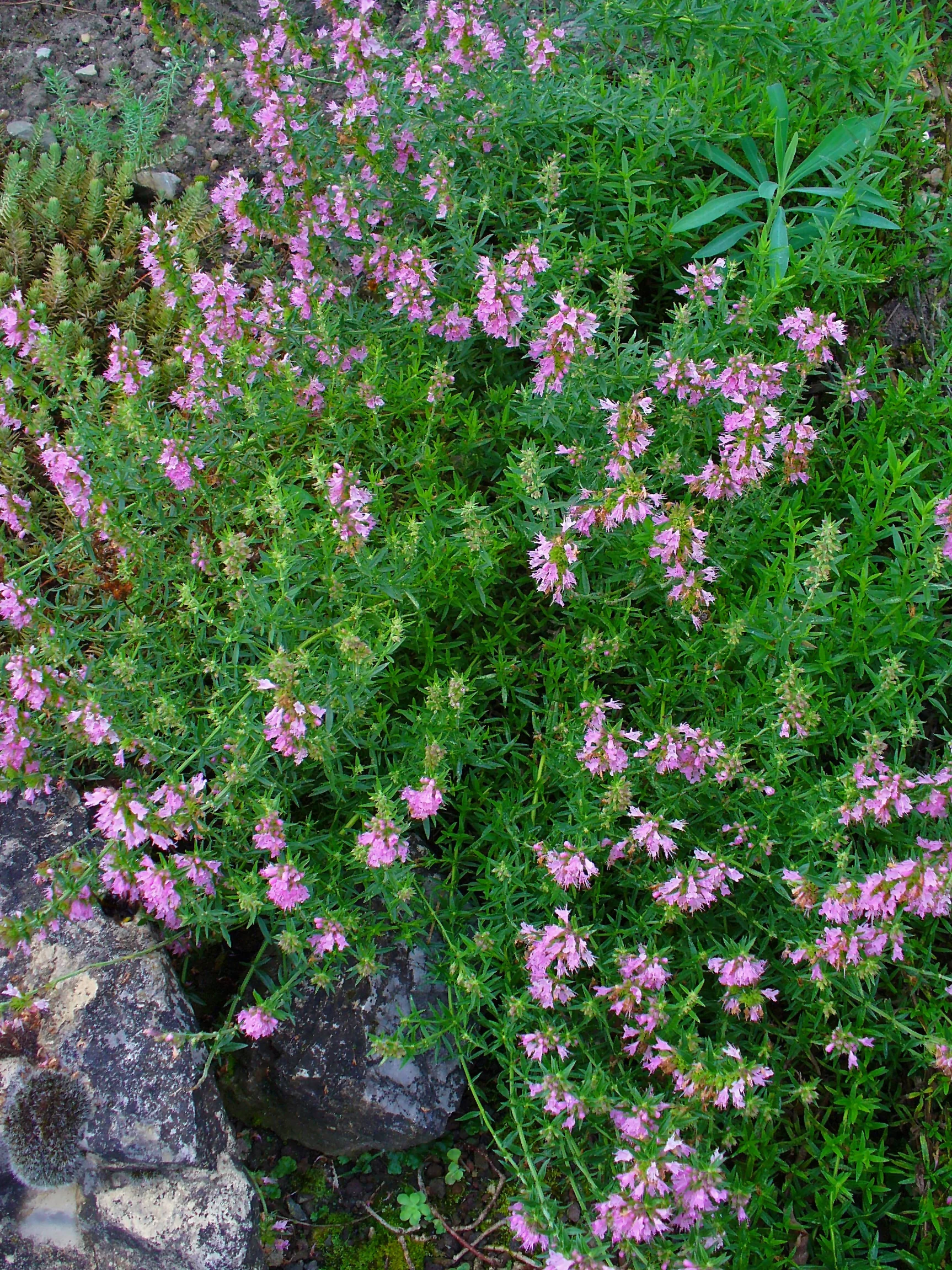 Hyssopus officinalis <br>HYSSOP