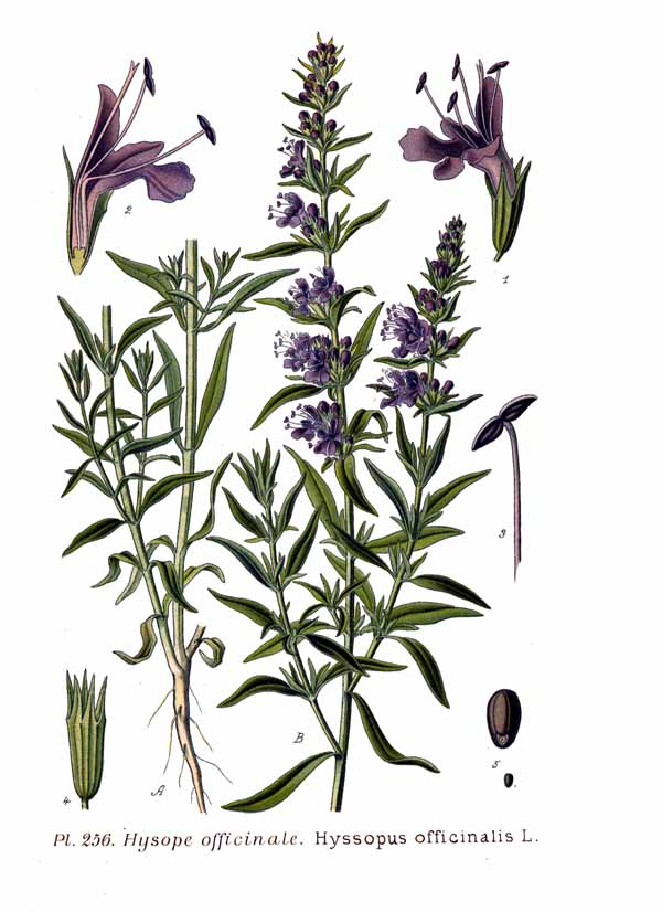 Hyssopus officinalis <br>HYSSOP - Image 2