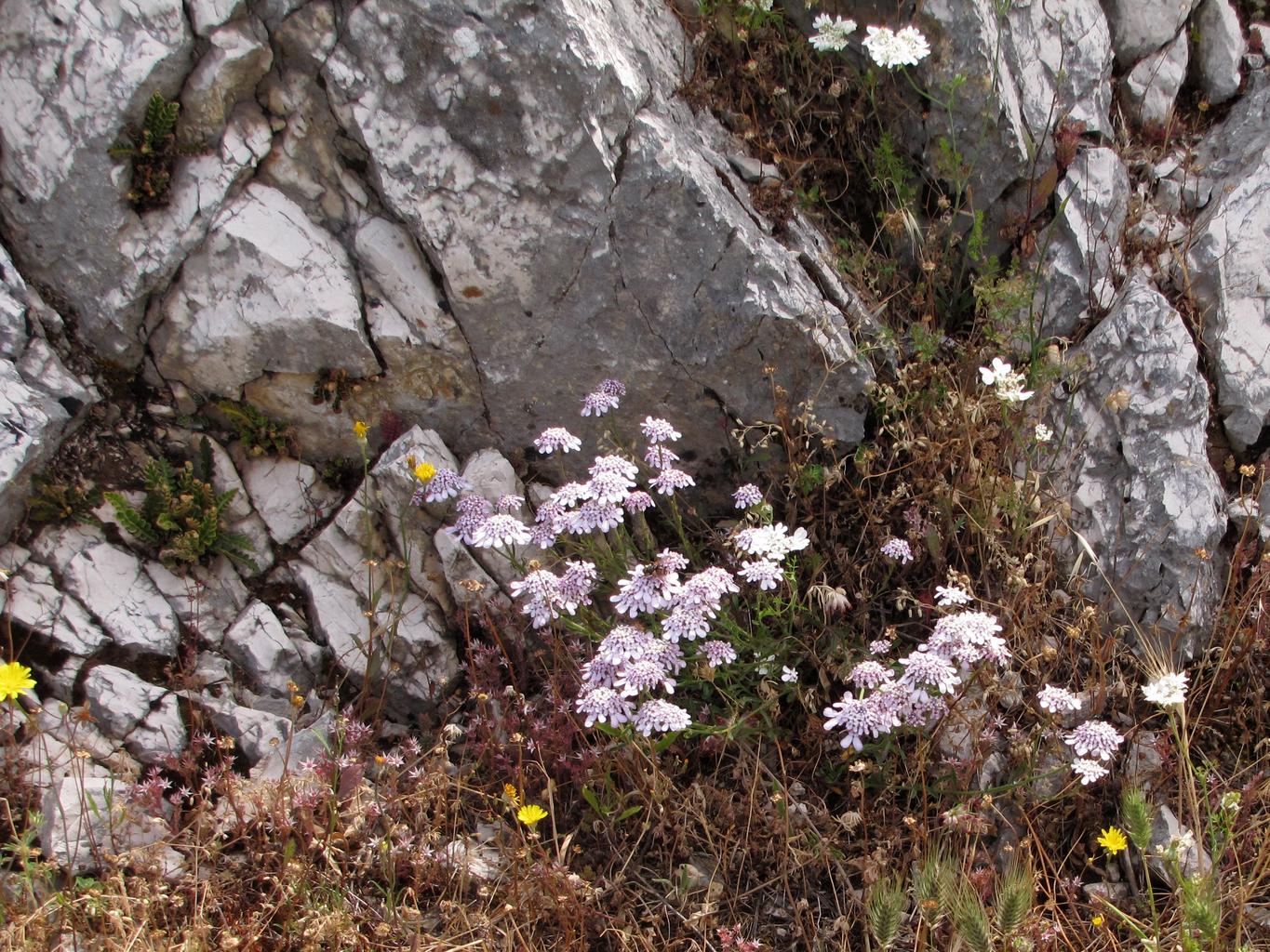 Iberis carnosa <br>PRUIT'S CANDYTUFT.