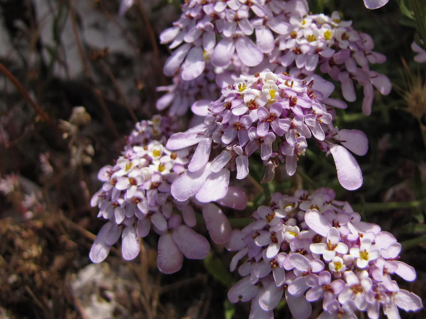 Iberis carnosa <br>PRUIT'S CANDYTUFT. - Image 2
