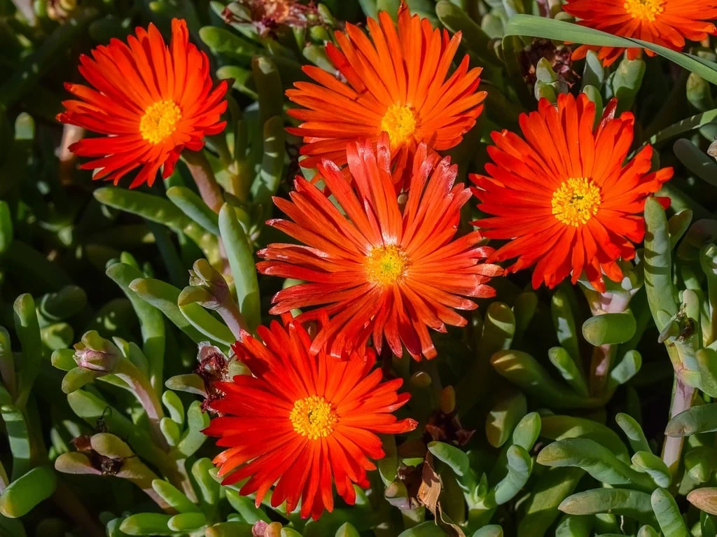 Dorotheanthus bellidiformis <br>RED ICE PLANT Livingstone Daisy