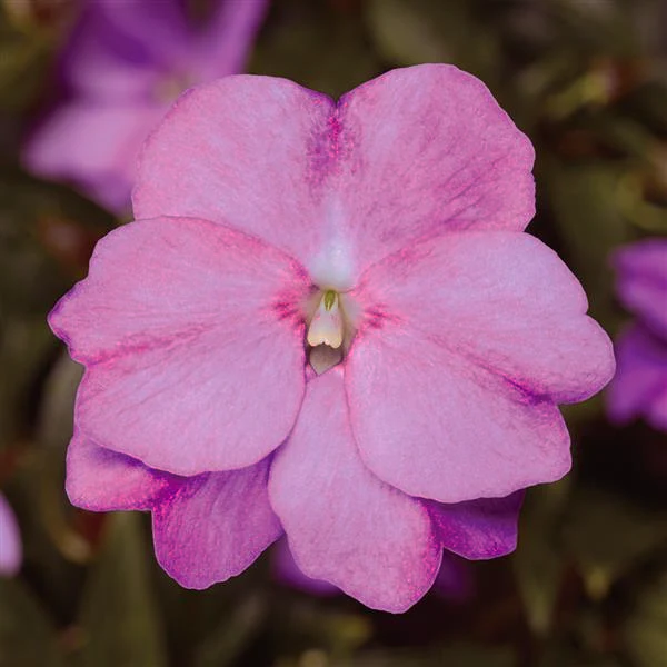 Impatiens hawkeri <br>NEW GUINEA IMPATIENS LAVENDER
