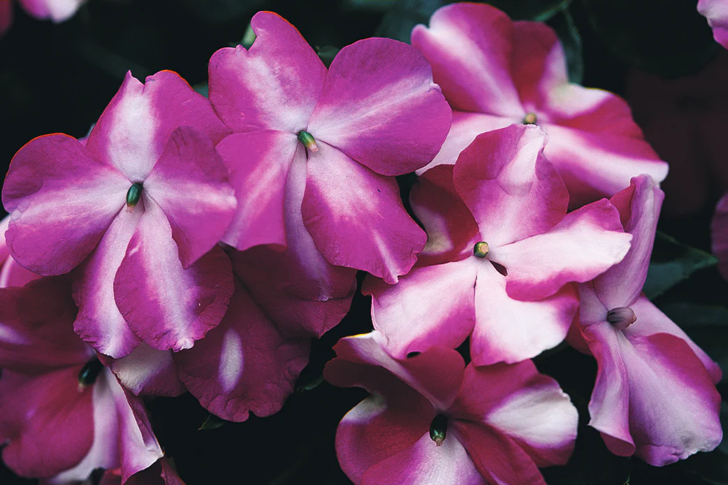 Impatiens walleriana <br>IMPATIENS VIOLET STAR