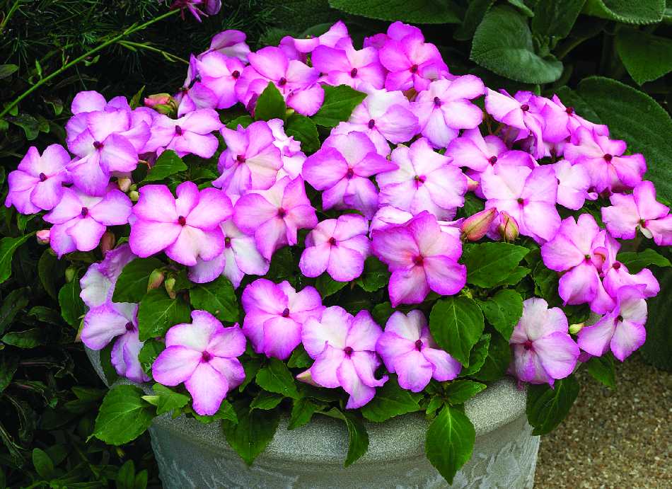 Impatiens walleriana <br>IMPATIENS VIOLET STAR - Image 2