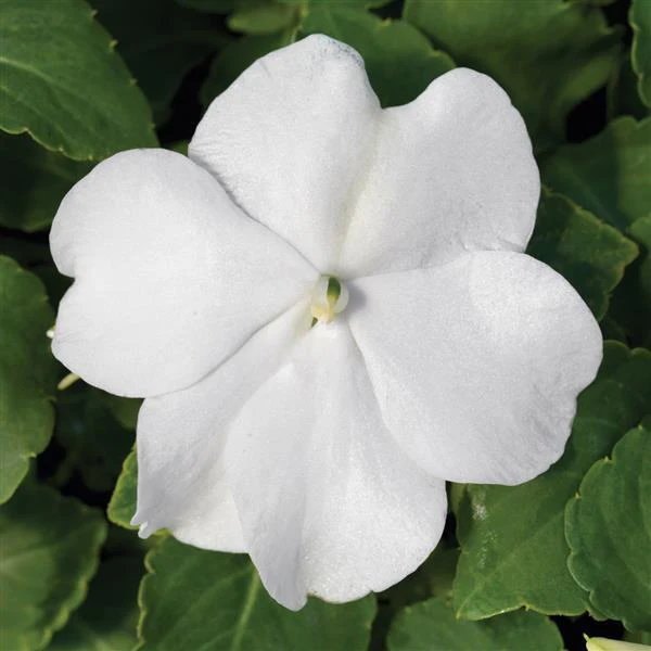 Impatiens walleriana <br>IMPATIENS WHITE