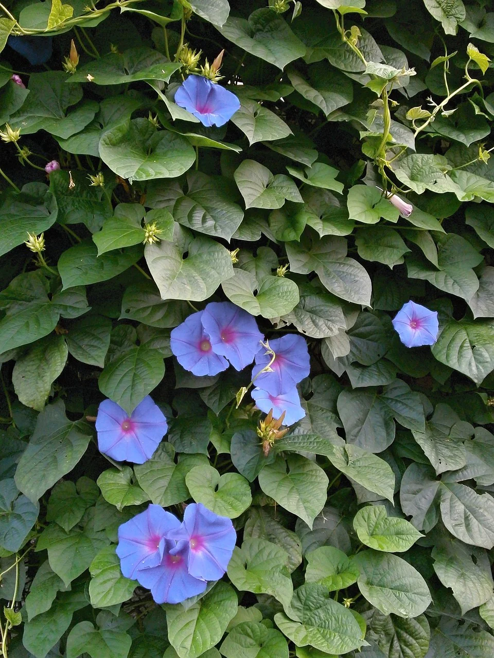 Ipomoea nil <br>MORNING GLORY BLUE JAY - Image 2
