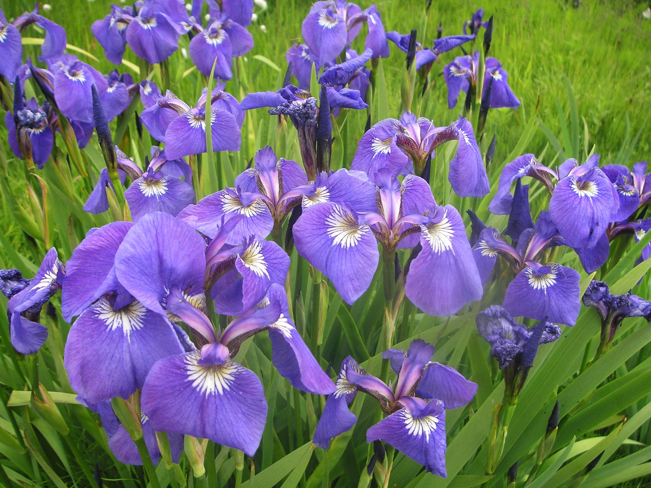Iris setosa ssp canadensis <br>CANADA BEACHHEAD IRIS, IRIS HOOKERI