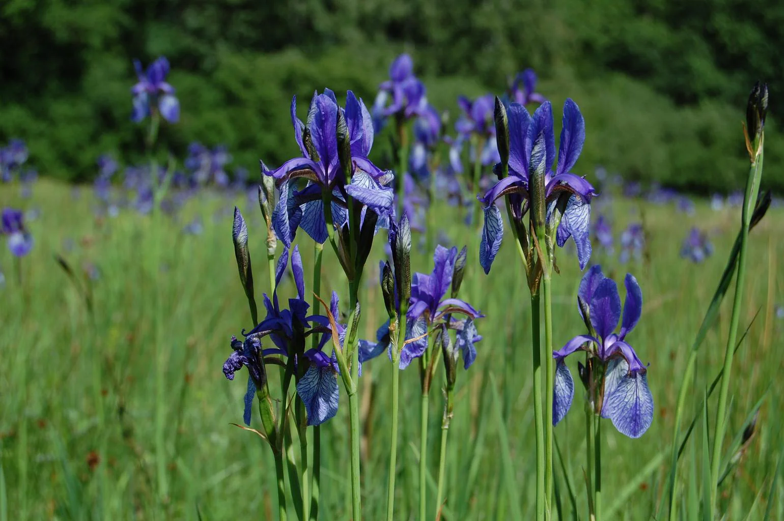Iris siberica <br>SIBERIAN IRIS BLUE