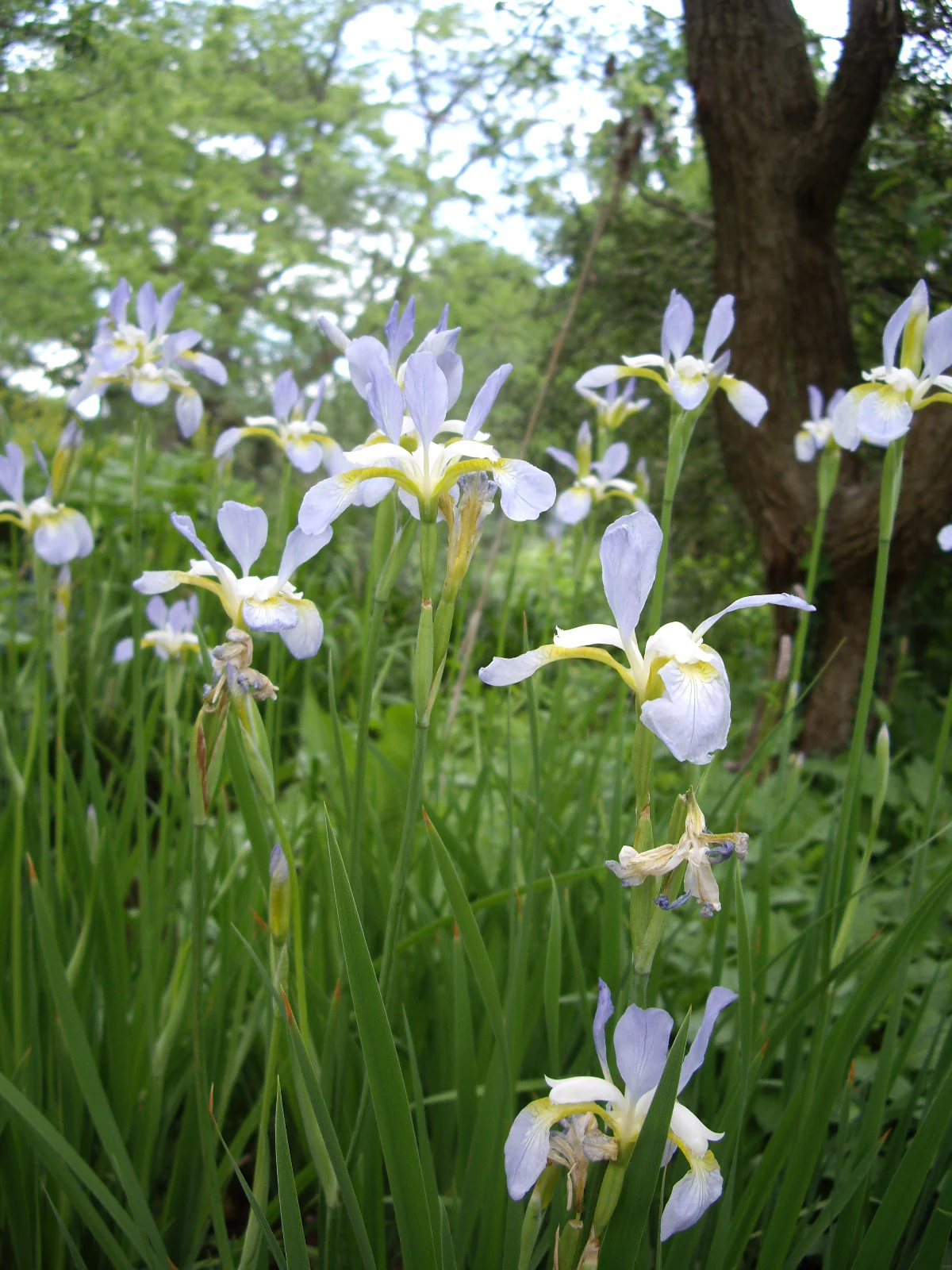Iris siberica <br>SIBERIAN IRIS BLUE - Image 11