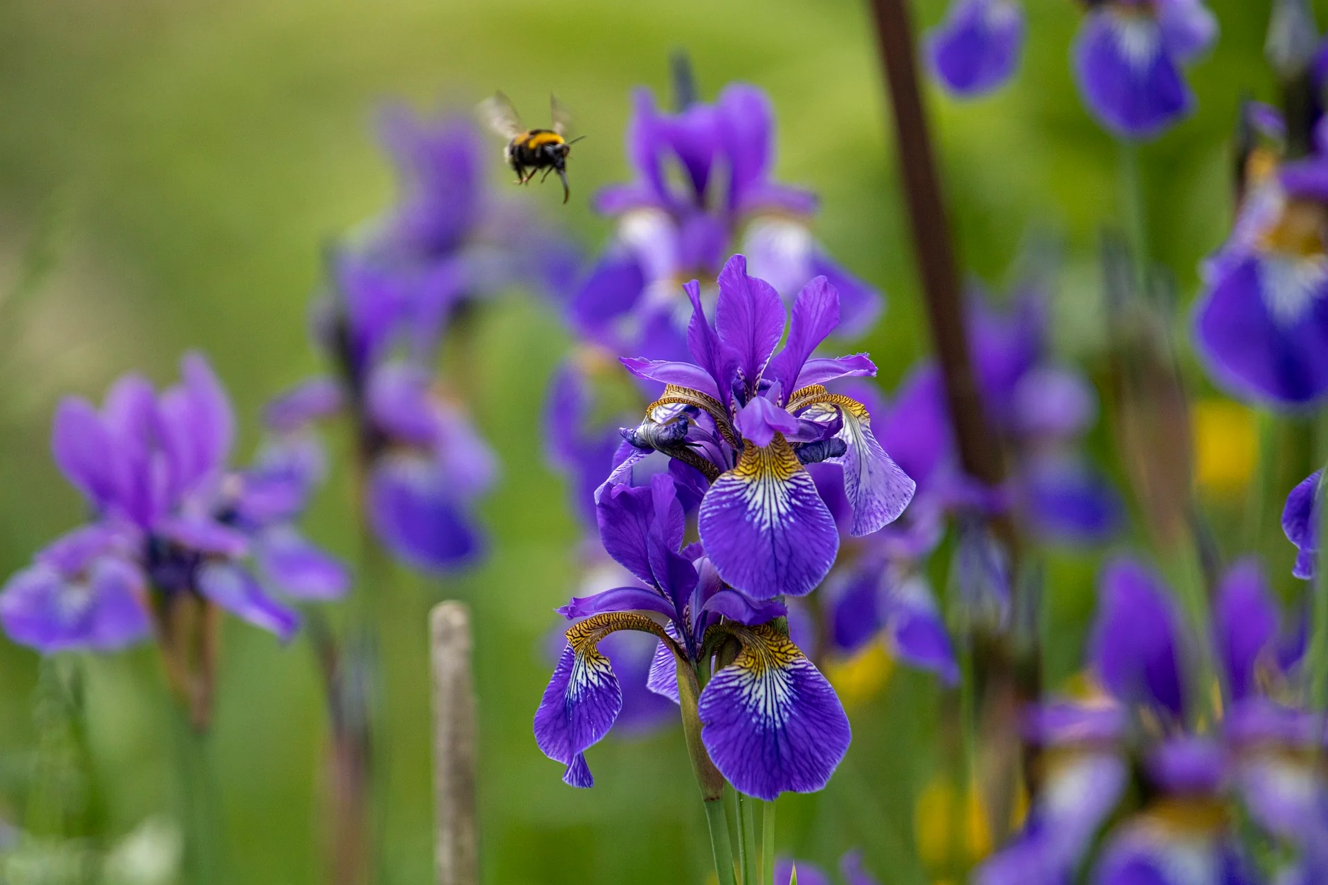 Iris siberica <br>SIBERIAN IRIS BLUE - Image 3