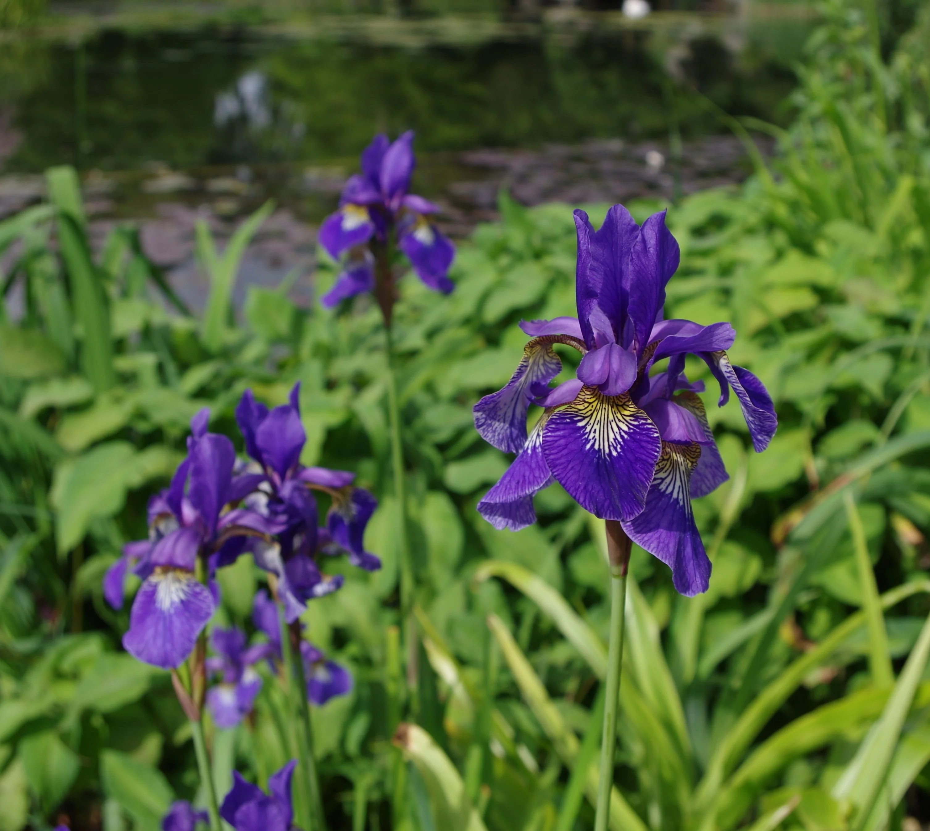 Iris siberica <br>SIBERIAN IRIS BLUE - Image 4