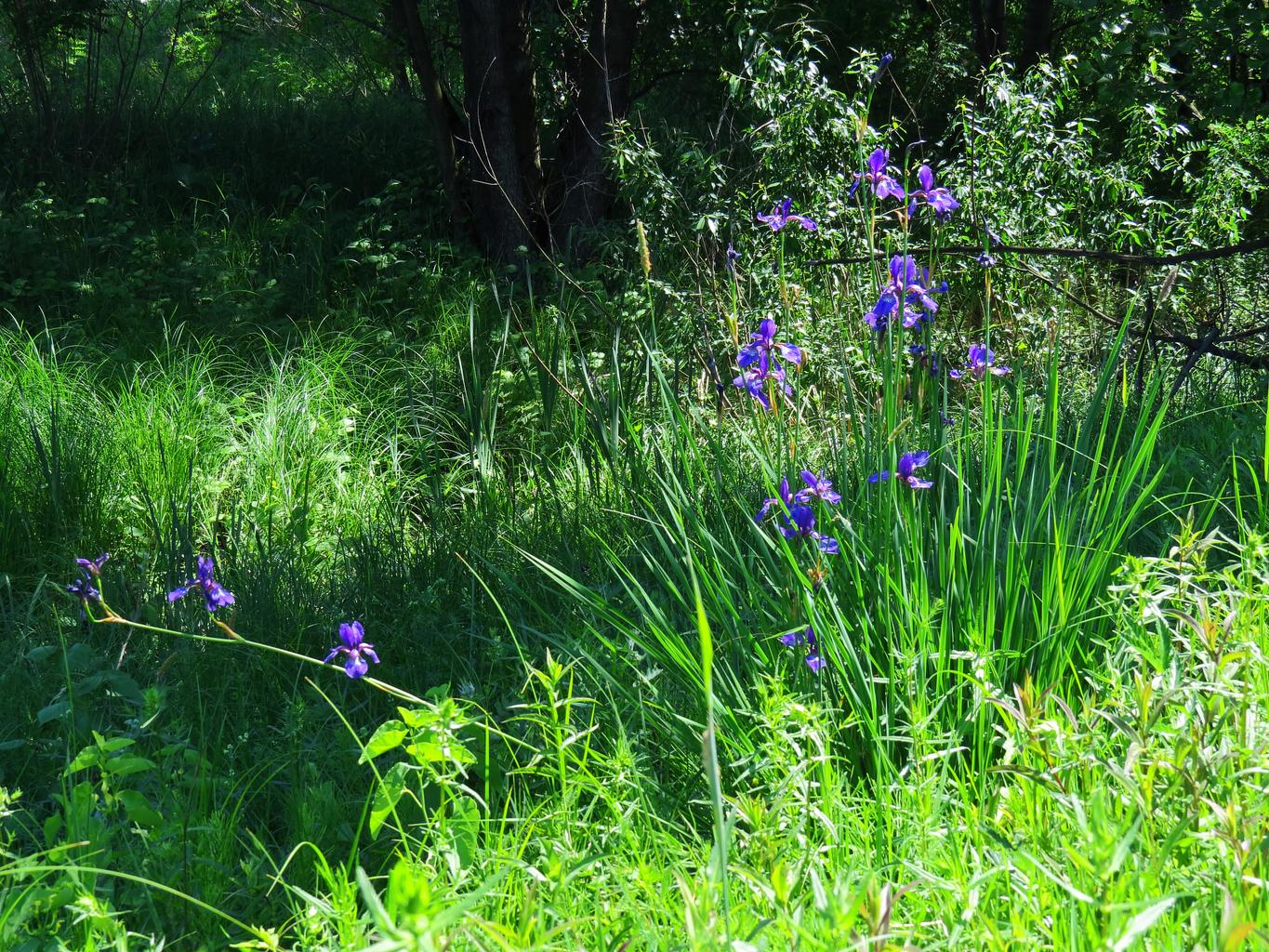 Iris siberica <br>SIBERIAN IRIS BLUE - Image 5
