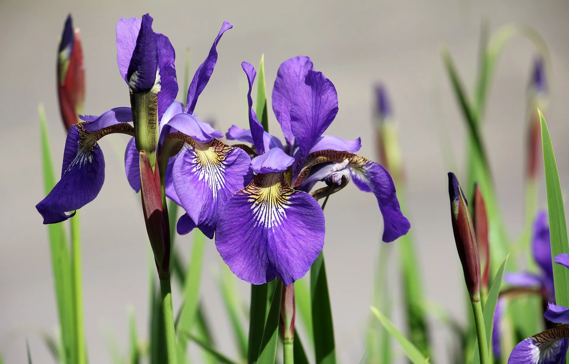 Iris siberica <br>SIBERIAN IRIS BLUE - Image 6