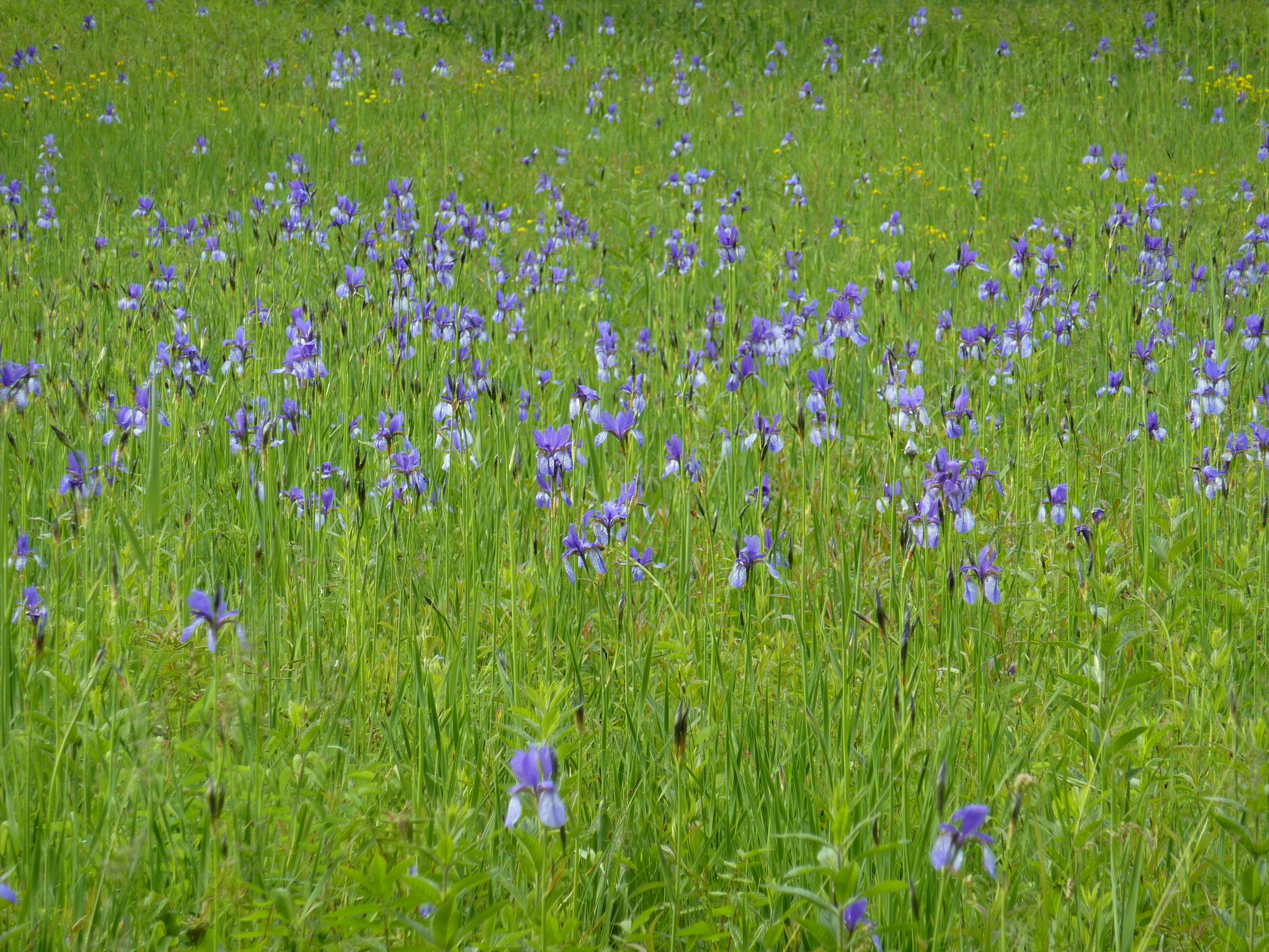Iris siberica <br>SIBERIAN IRIS BLUE - Image 7