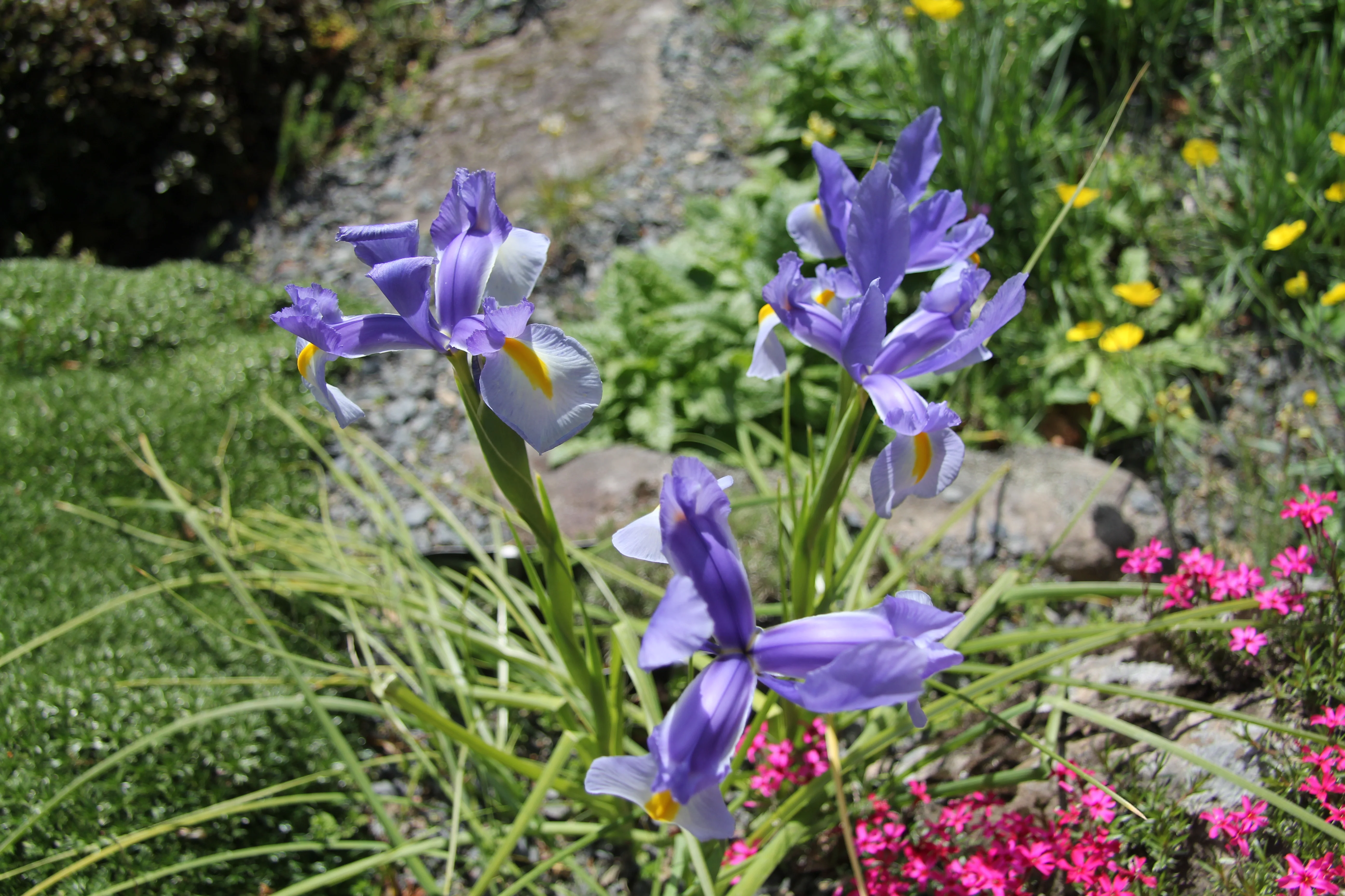 Iris siberica <br>SIBERIAN IRIS BLUE - Image 8