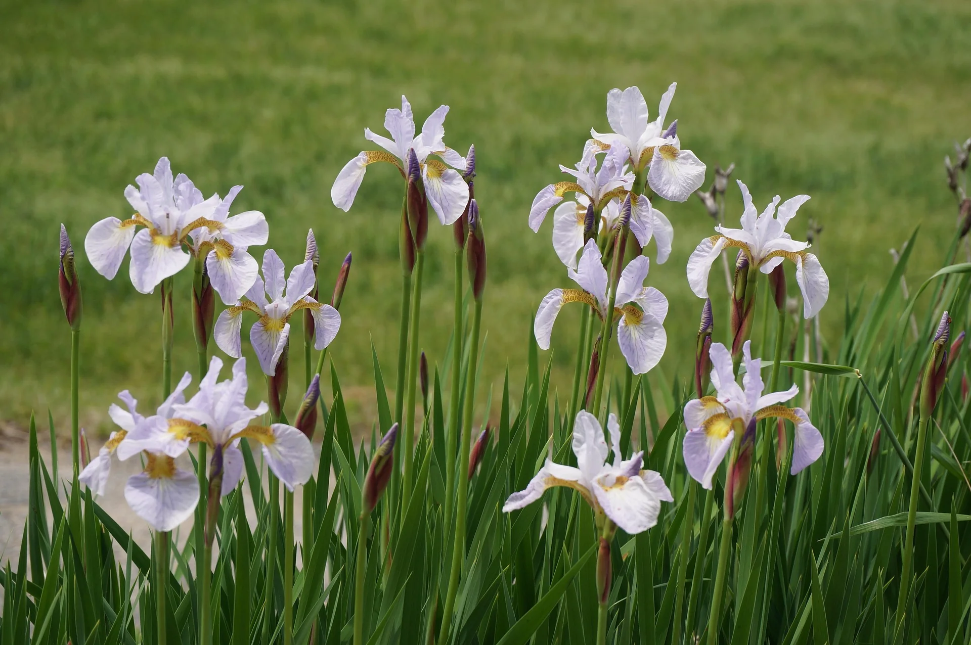 Iris siberica <br>SIBERIAN IRIS WHITE