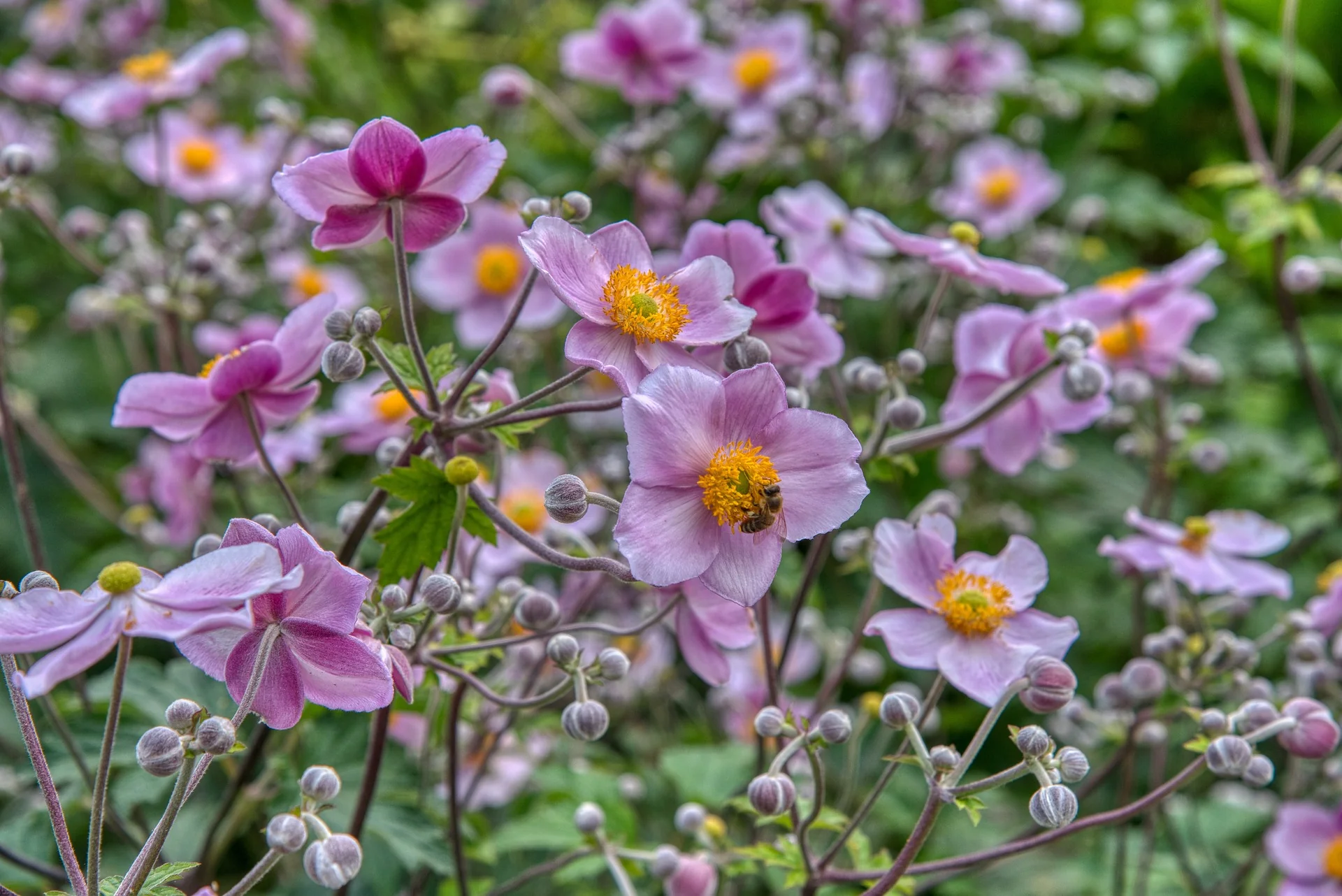 Anemone hupehensis <br>PINK JAPANESE ANEMONE - Image 2