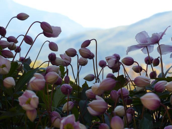 Anemone hupehensis <br>PINK JAPANESE ANEMONE - Image 4