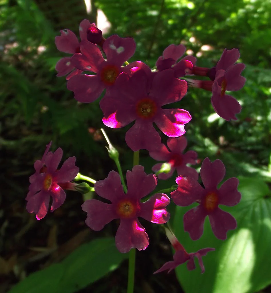 Primula japonica <br>PRIMROSE MAGENTA-RED - Image 2