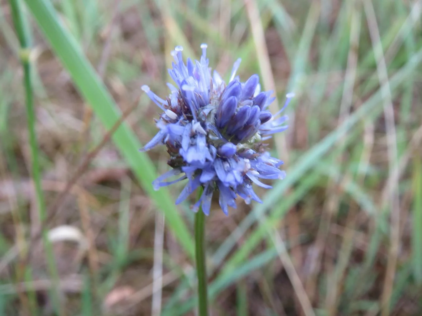 Jasione montana <br>SHEEP'S BIT - Image 2