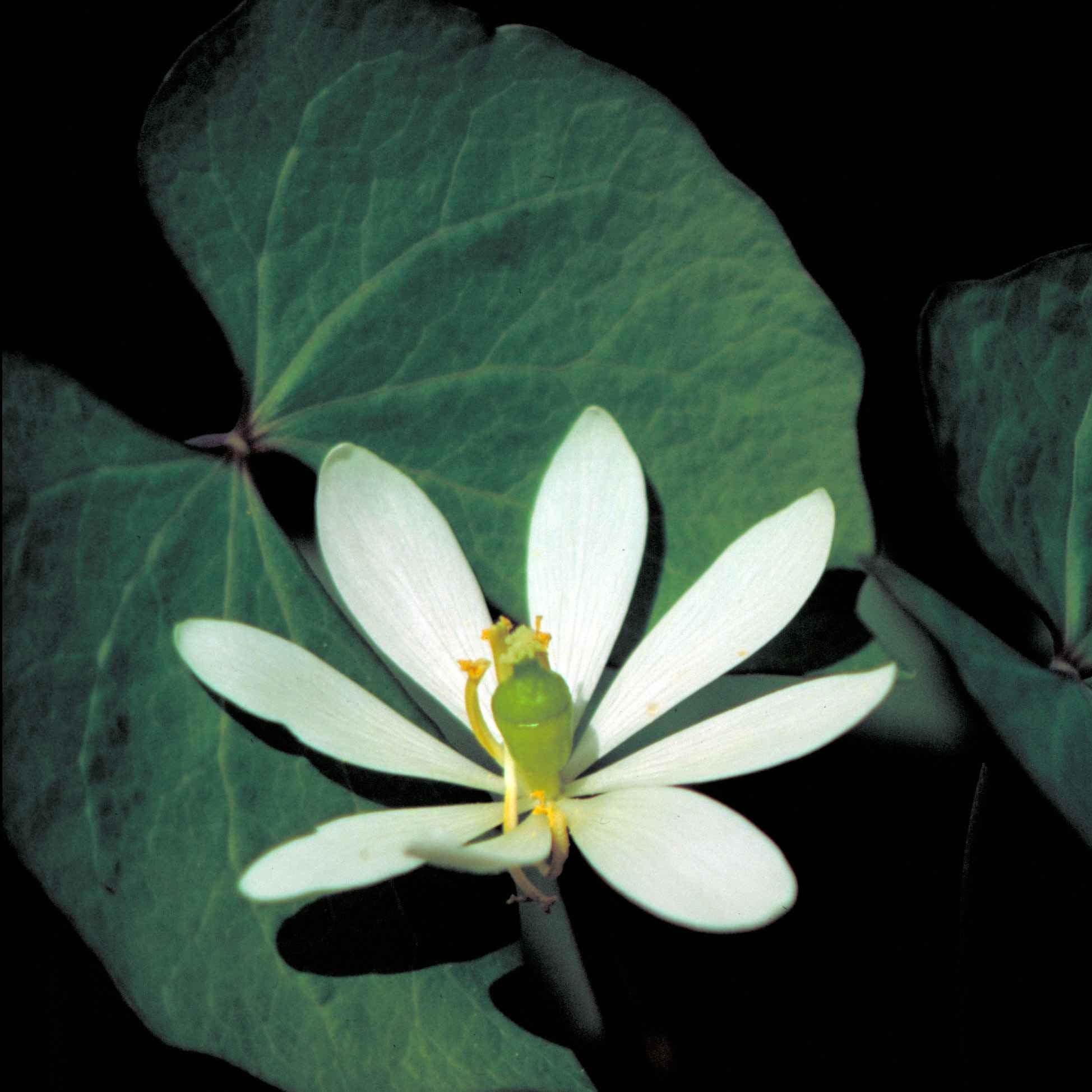 Jeffersonia diphylla <br>TWINLEAF