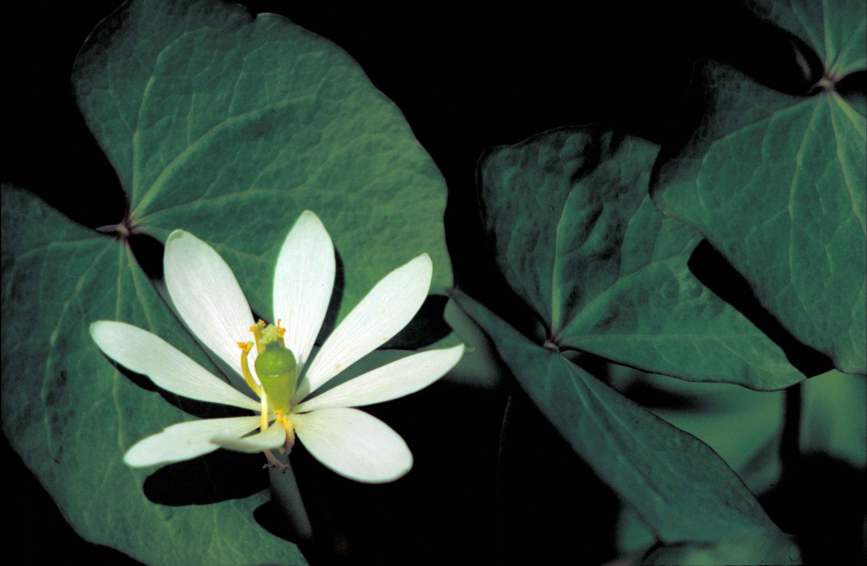 Jeffersonia diphylla <br>TWINLEAF - Image 2