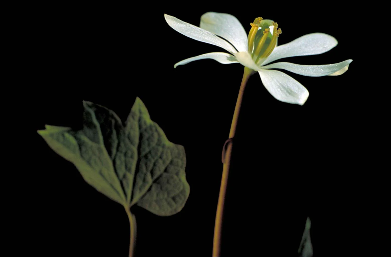 Jeffersonia diphylla <br>TWINLEAF - Image 3