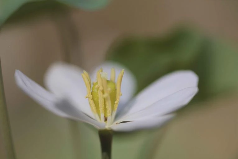 Jeffersonia diphylla <br>TWINLEAF - Image 4