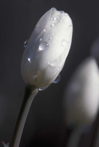 Jeffersonia diphylla <br>TWINLEAF - Image 5