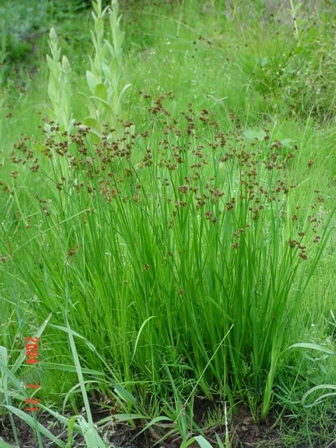 Juncus ensifolius <br>DWARF RUSH