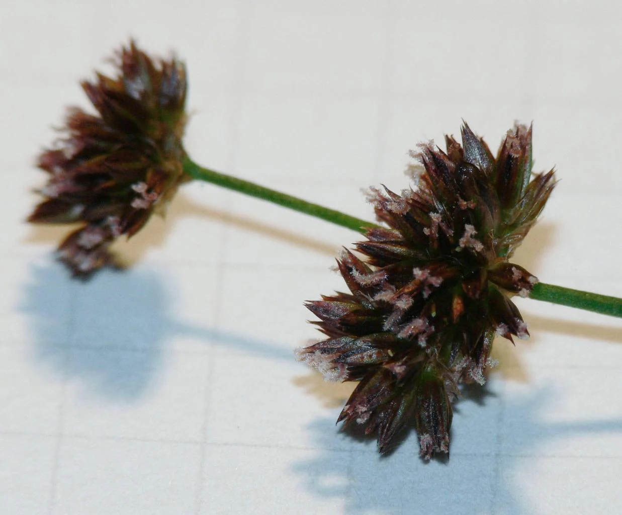 Juncus ensifolius <br>DWARF RUSH - Image 2