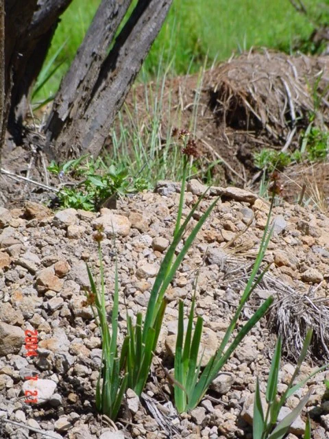 Juncus ensifolius <br>DWARF RUSH - Image 3
