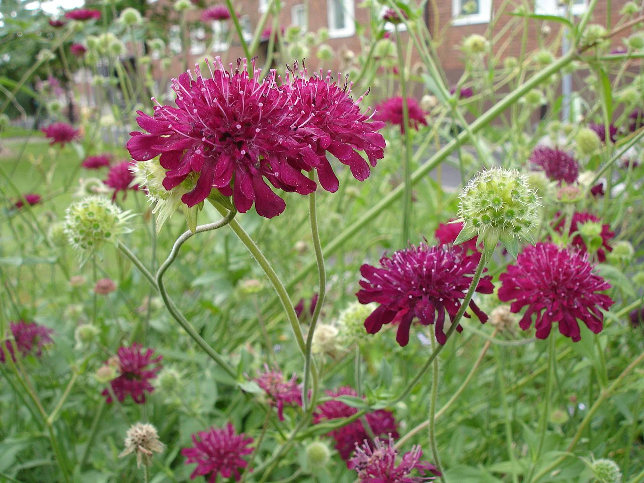 Knautia macedonica <br>RED WIDOW FLOWER - Image 6