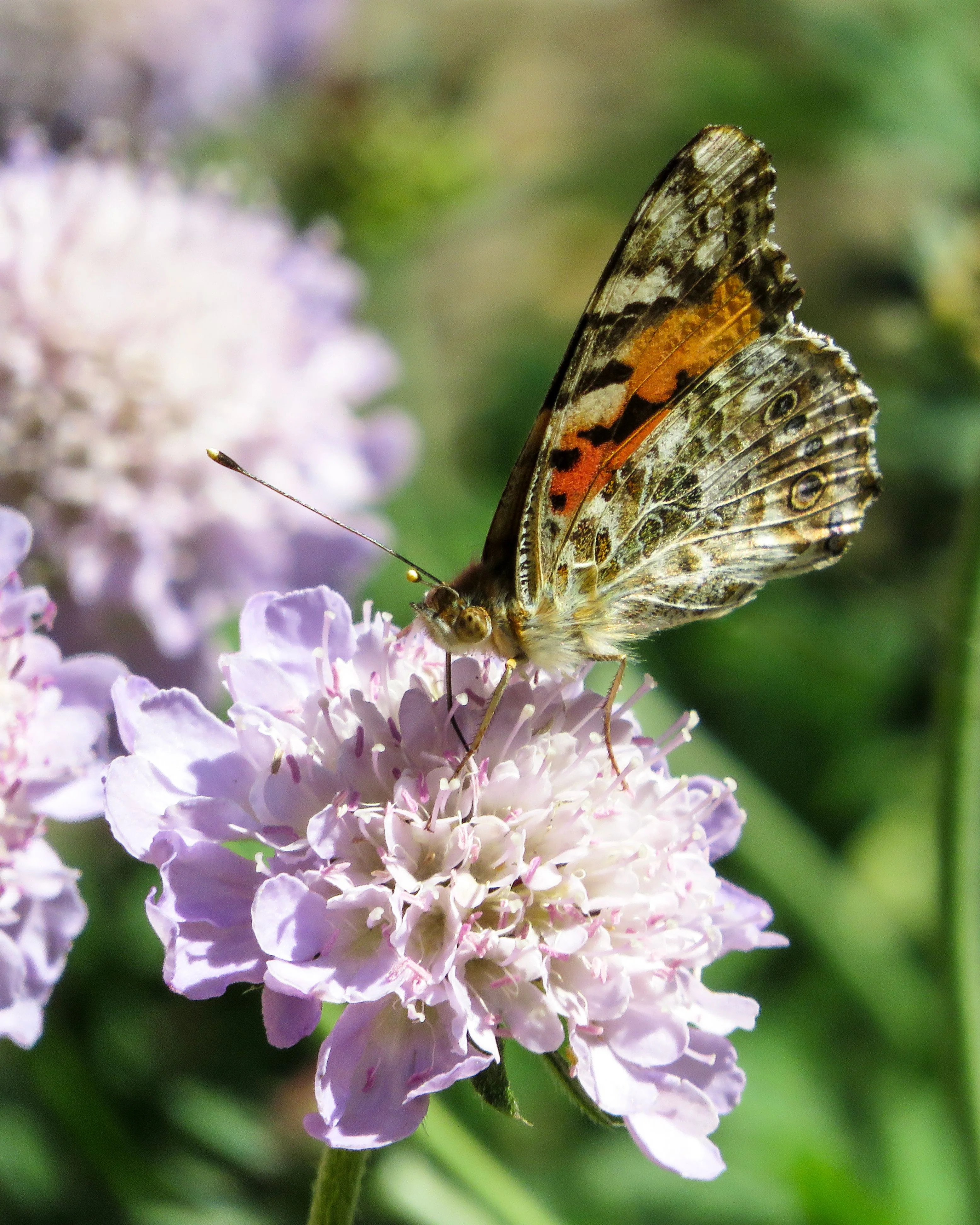 Knautia macedonica <br>WIDOW FLOWER 'WATERCOLOURS'