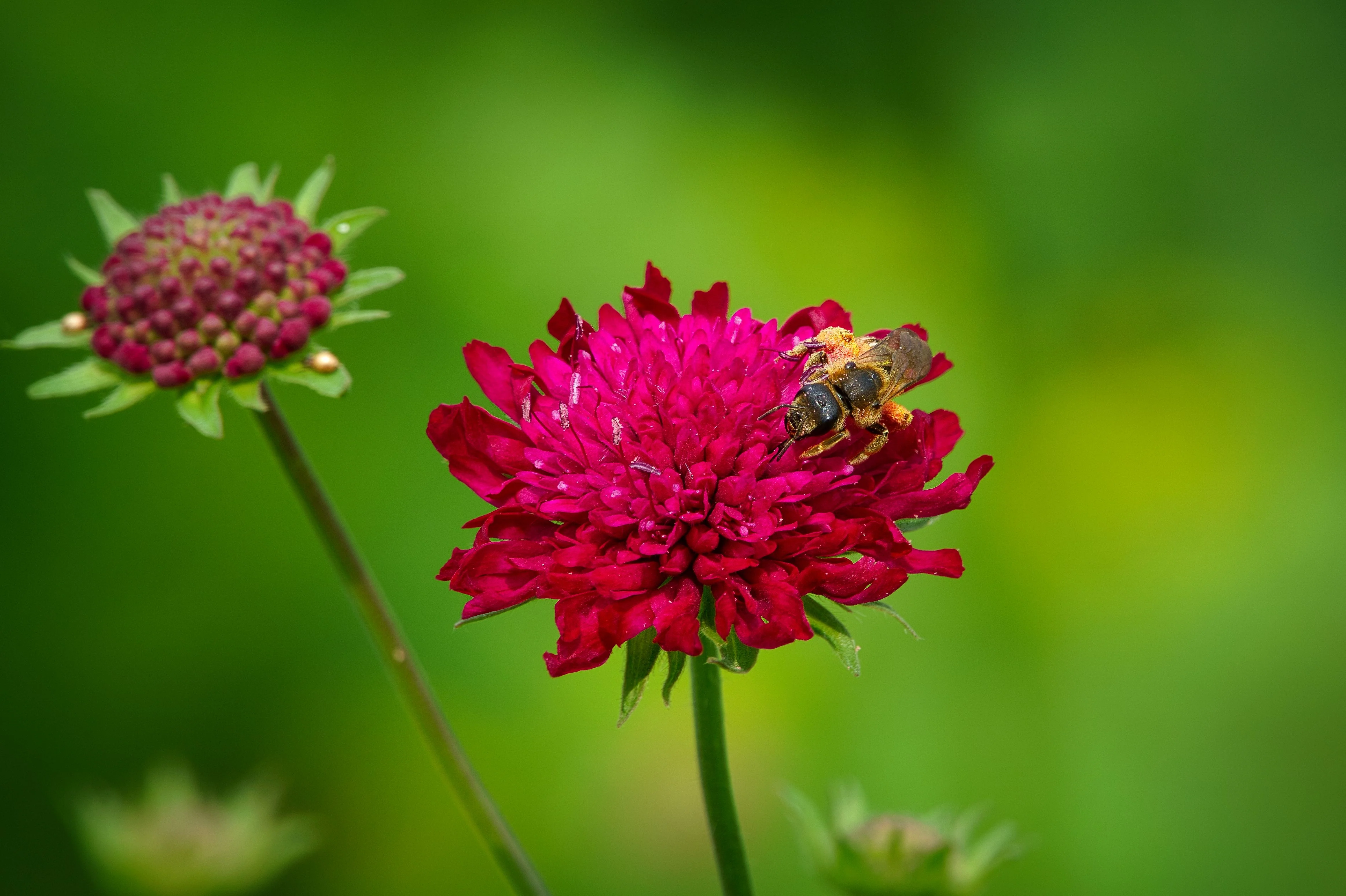 Knautia macedonica <br>RED WIDOW FLOWER - Image 4