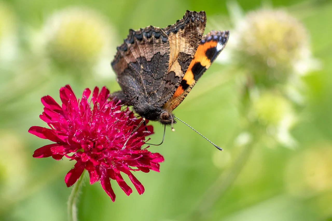 Knautia macedonica <br>RED WIDOW FLOWER - Image 5