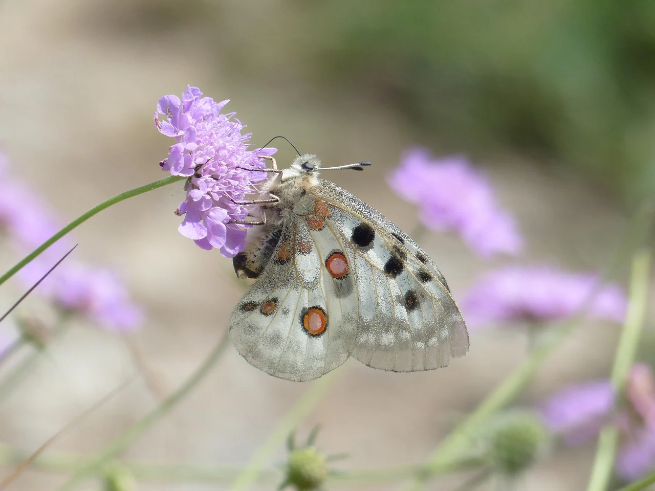 Knautia macedonica <br>WIDOW FLOWER 'WATERCOLOURS' - Image 12