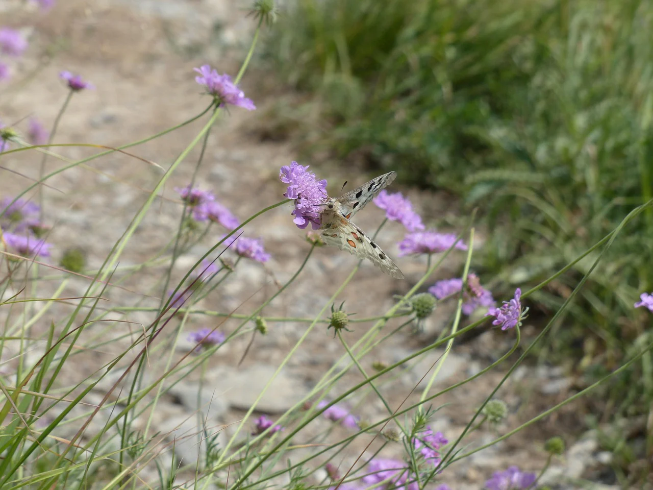 Knautia macedonica <br>WIDOW FLOWER 'WATERCOLOURS' - Image 13
