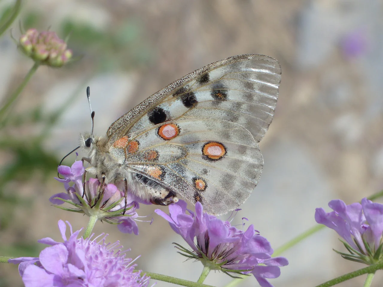 Knautia macedonica <br>WIDOW FLOWER 'WATERCOLOURS' - Image 14