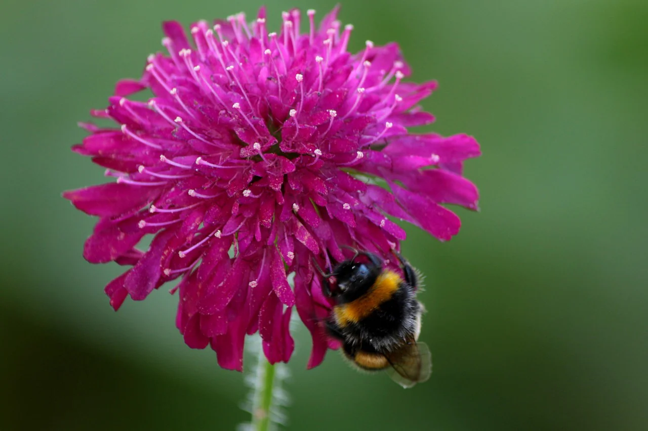 Knautia macedonica <br>WIDOW FLOWER 'WATERCOLOURS' - Image 15