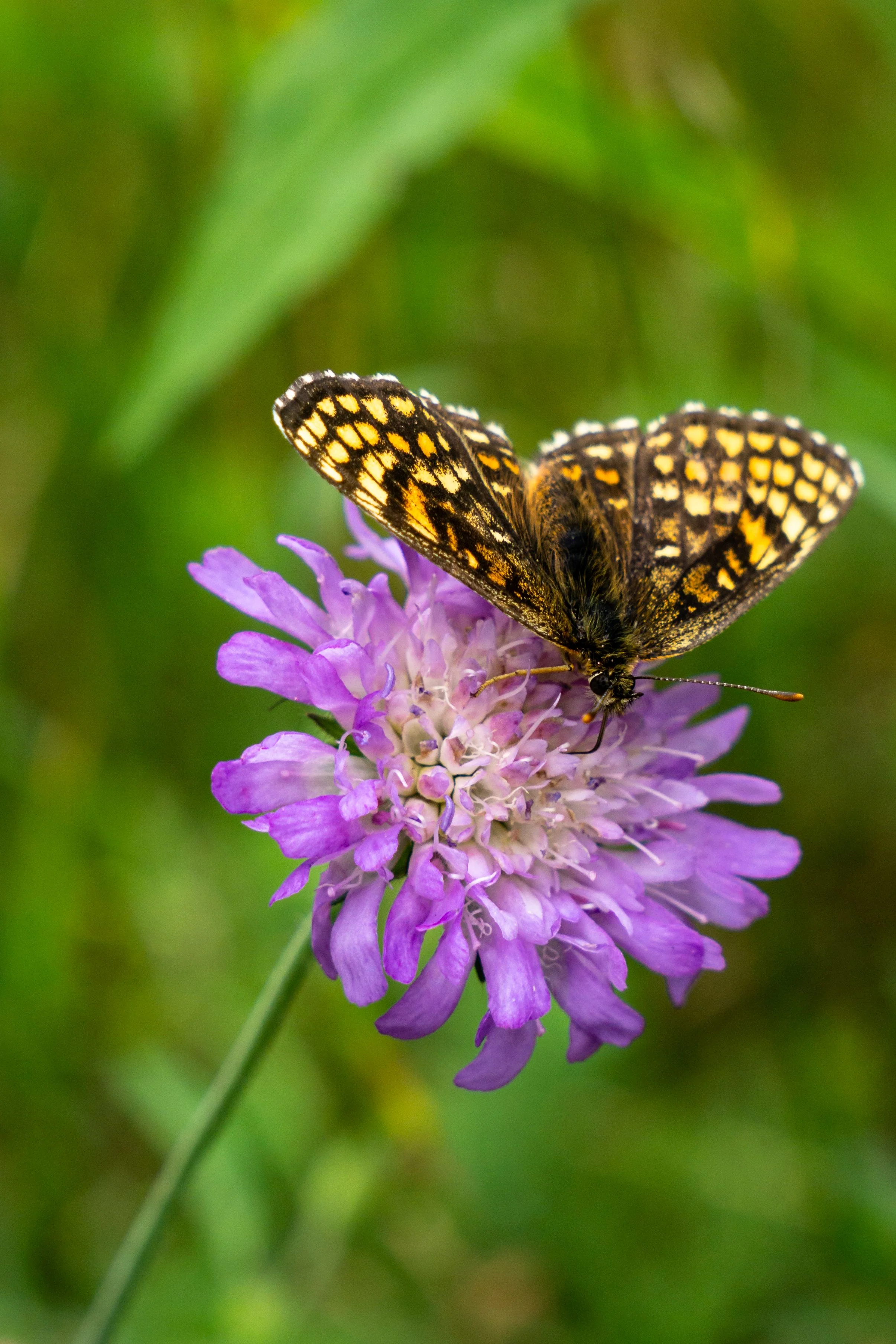 Knautia macedonica <br>WIDOW FLOWER 'WATERCOLOURS' - Image 2