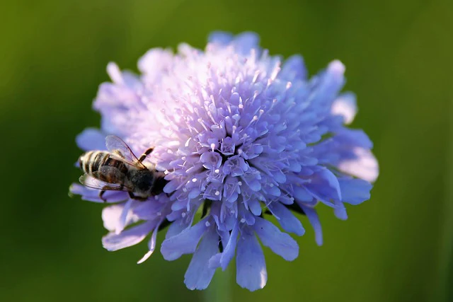 Knautia macedonica <br>WIDOW FLOWER 'WATERCOLOURS' - Image 20