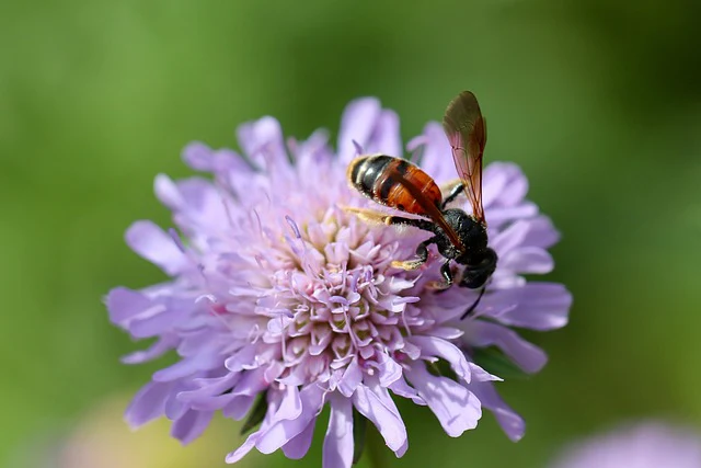 Knautia macedonica <br>WIDOW FLOWER 'WATERCOLOURS' - Image 21
