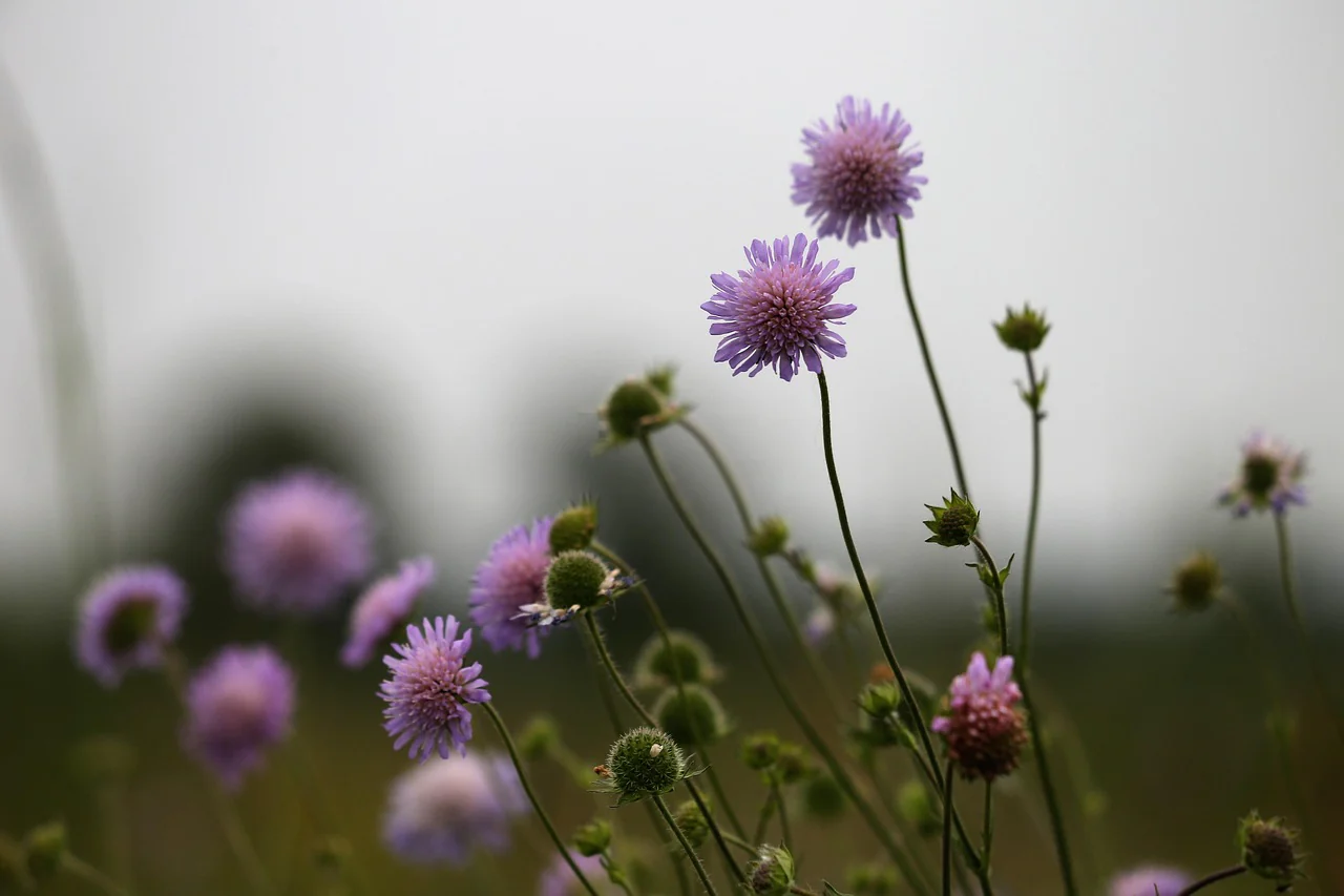 Knautia macedonica <br>WIDOW FLOWER 'WATERCOLOURS' - Image 22