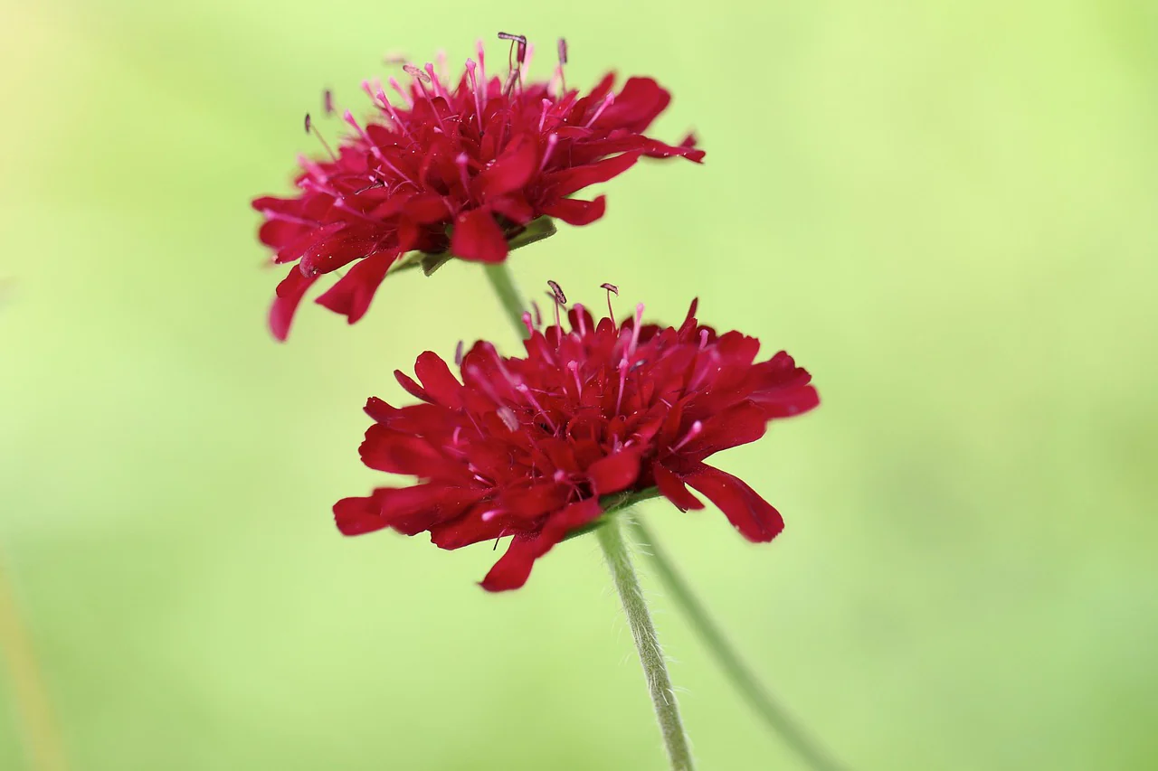 Knautia macedonica <br>RED WIDOW FLOWER - Image 2