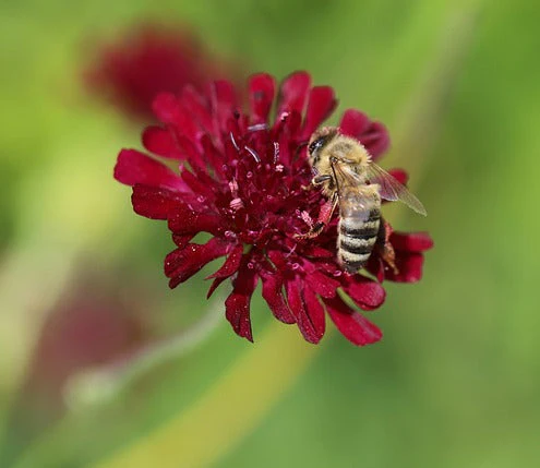 Knautia macedonica <br>RED WIDOW FLOWER