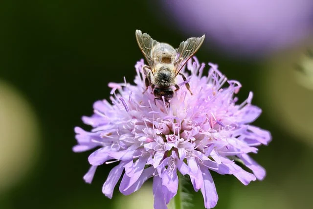 Knautia macedonica <br>WIDOW FLOWER 'WATERCOLOURS' - Image 25